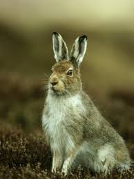 Hare